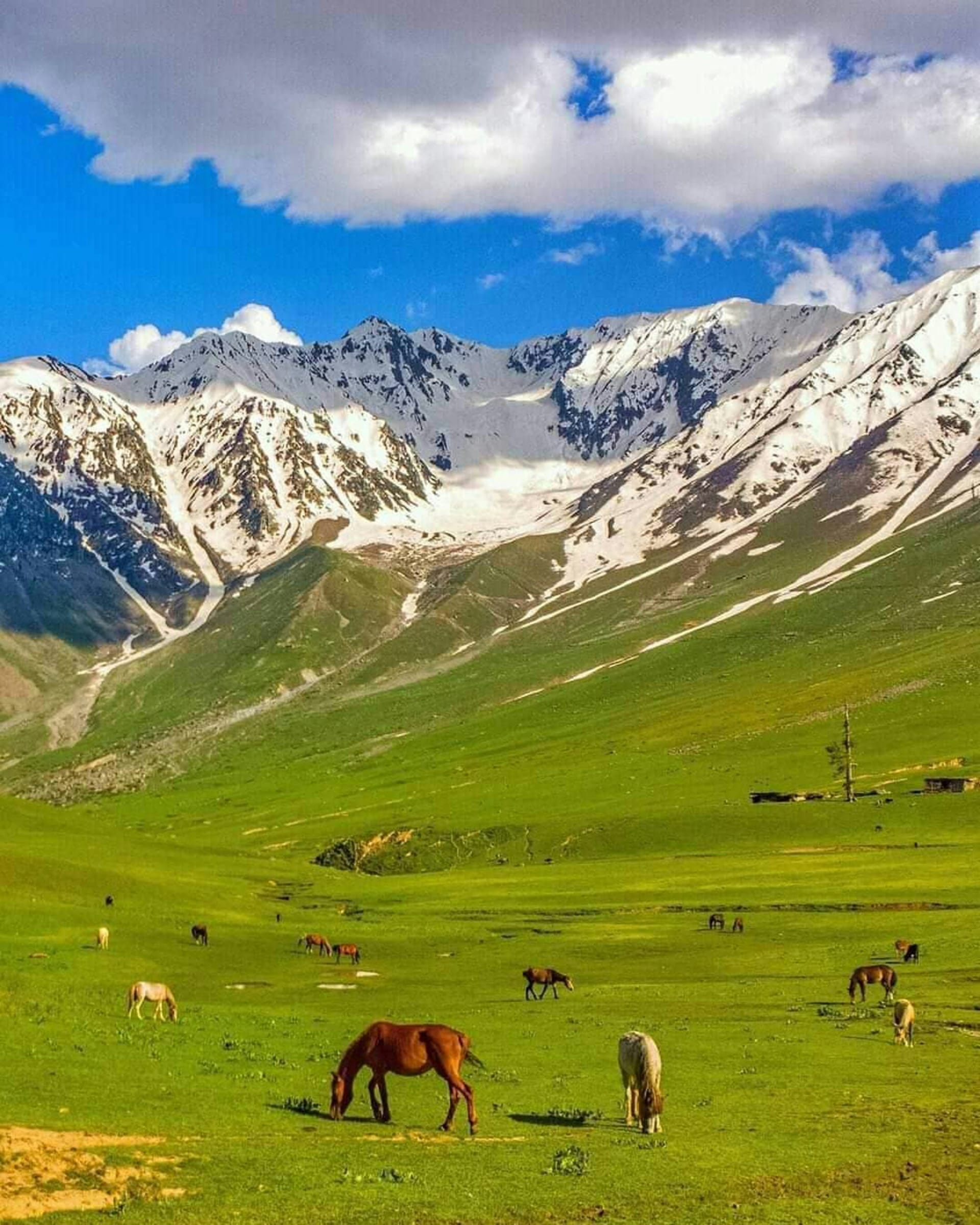 A lush green meadow with horses grazing in the foreground, set against a backdrop of majestic snow-capped mountains in the Kohistan region.