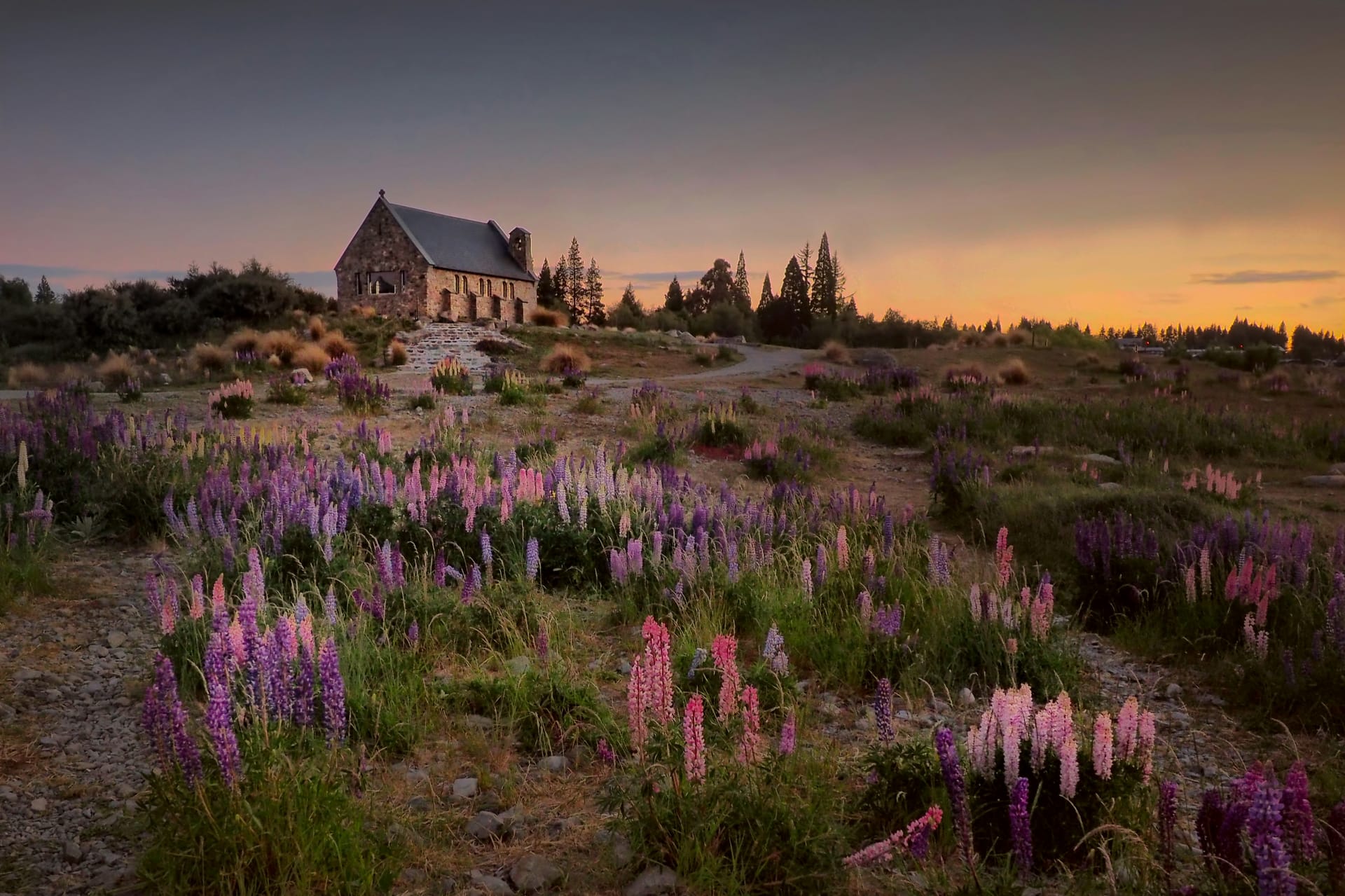The small stone Church of the Good Shepherd situated near a lake, surrounded by blooming purple lupin flowers at dusk.