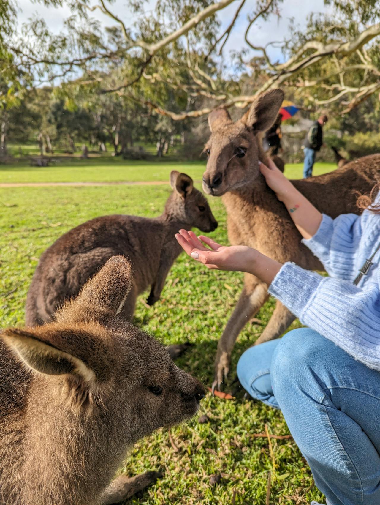 A person hand-feeding a group of kangaroos on a grassy field in a park or sanctuary setting.