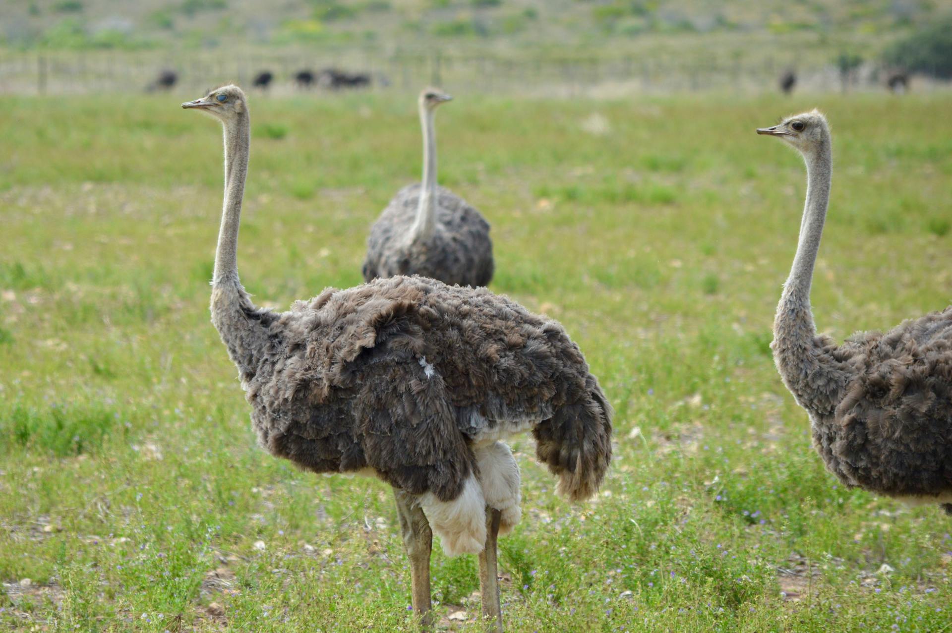 Three ostriches standing in a green grassy field in South Africa.