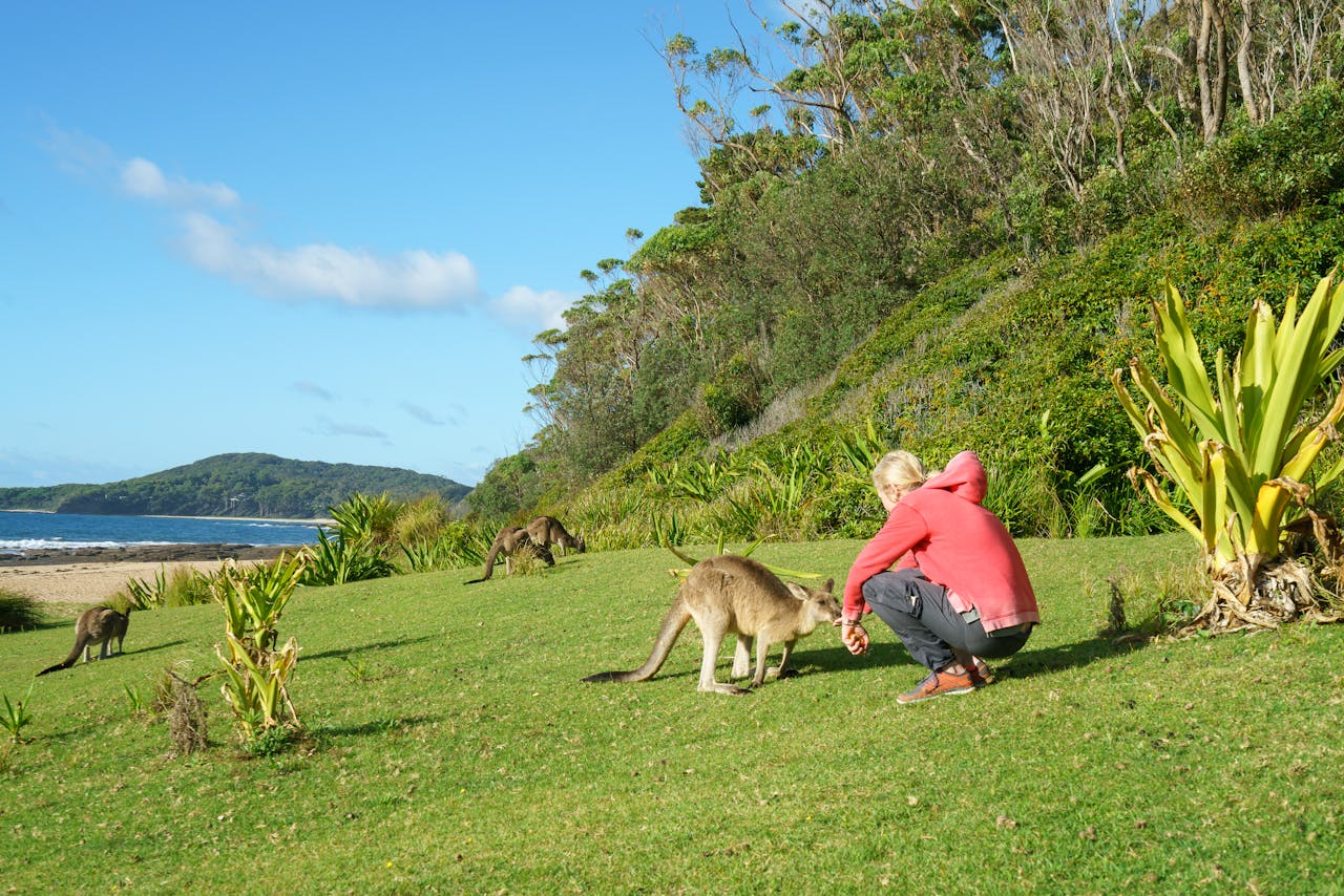 A person crouching on green grass near the coast to look at wild kangaroos grazing.